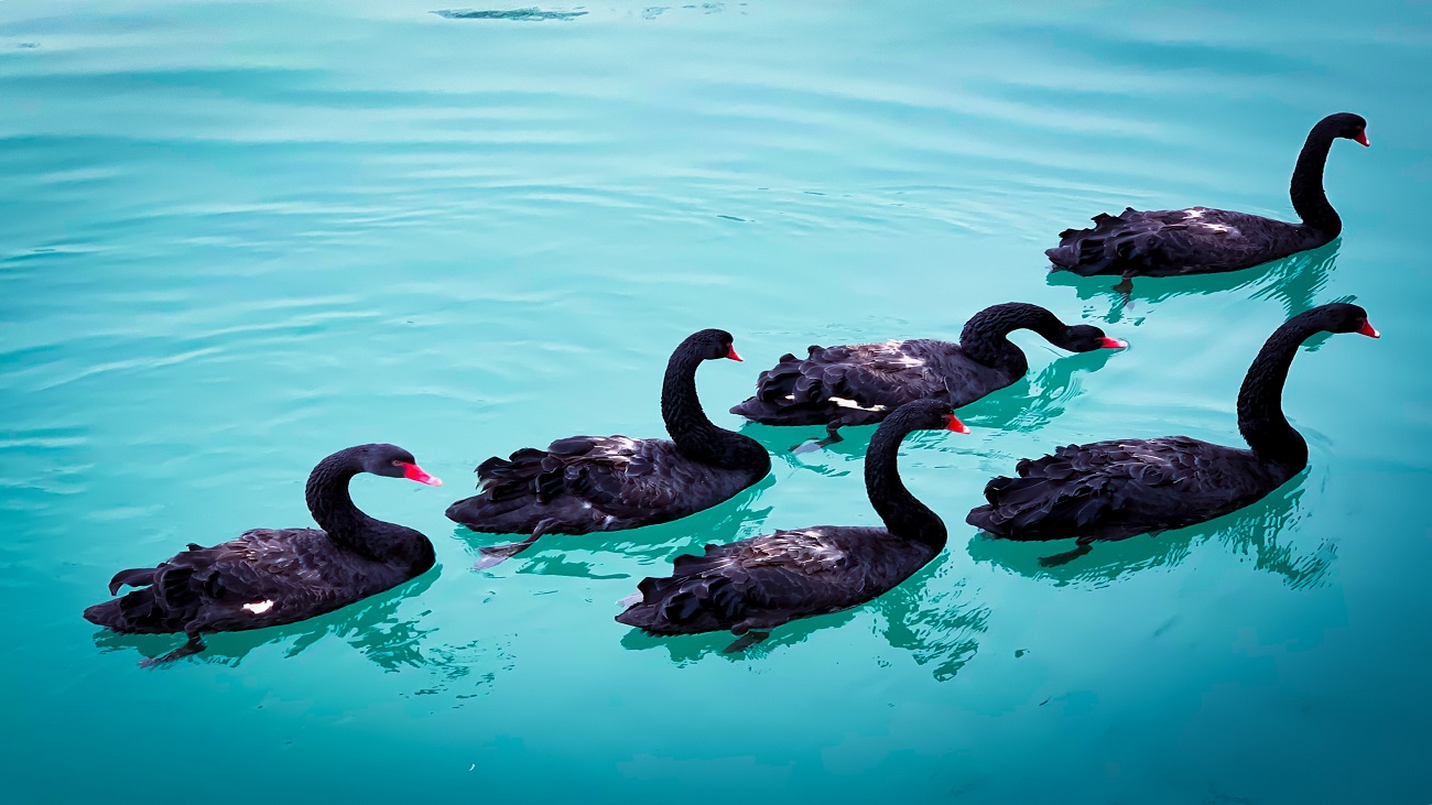 Cisnes negros nadando em um lago de água azul clara